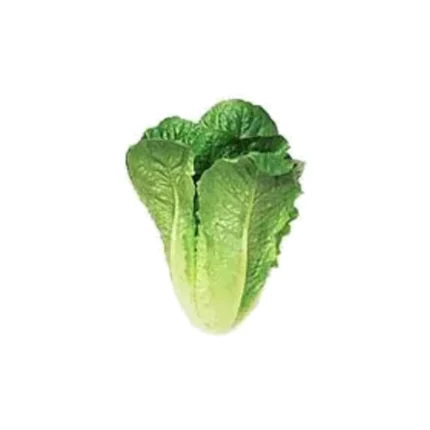 Cos Lettuce Each Fresh