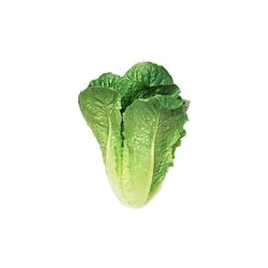 Cos Lettuce Each Fresh Cos Lettuce Each Fresh